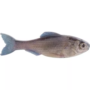 6th Sense Panorama 5" Jerkbait Live Minnow