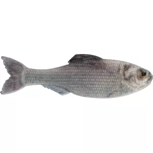 6th Sense Panorama 5" Jerkbait Live Shad